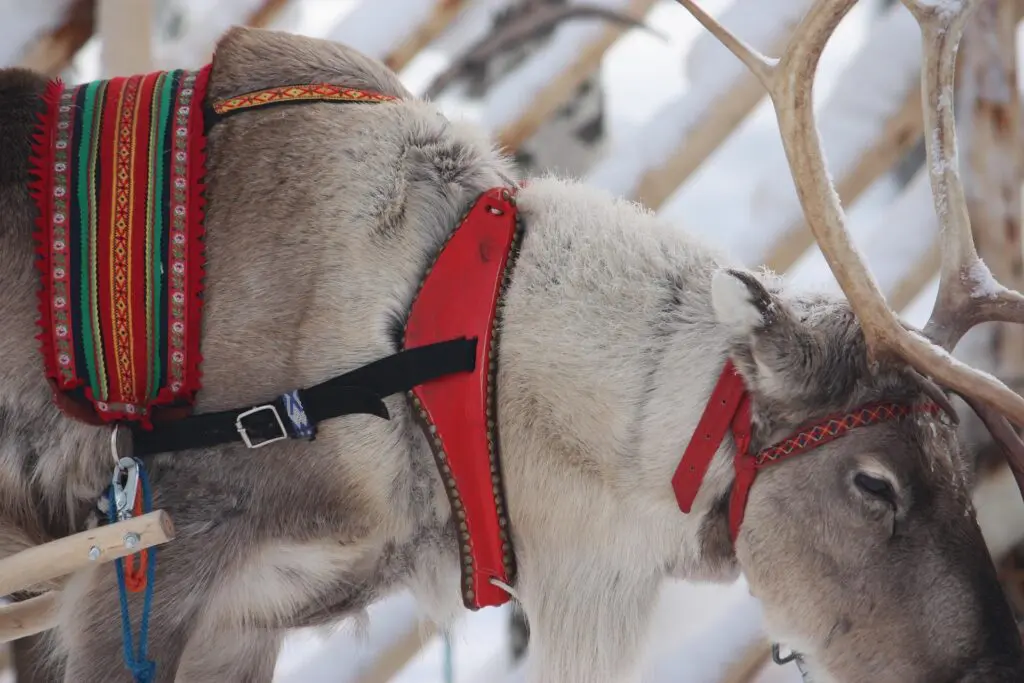 alicia_chant-reindeer-5039045_1920