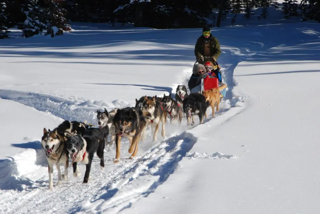 onefoxylady-dog-sled-278875_1920