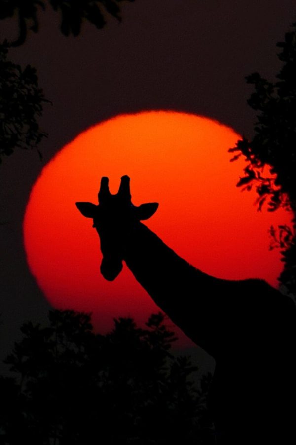 cocoparisienne-giraffe-2073609